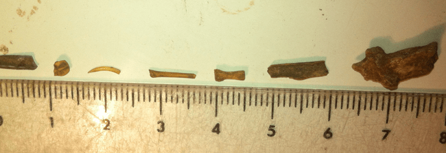 Restos de microfauna